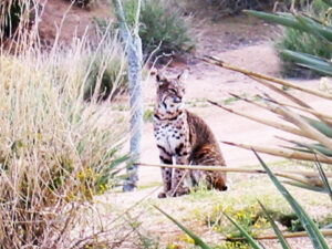 desert-forest-golf-club-photograph-bobcat